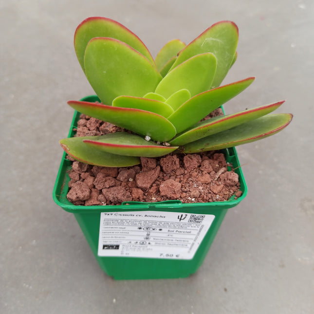 Betrunkener Crassula