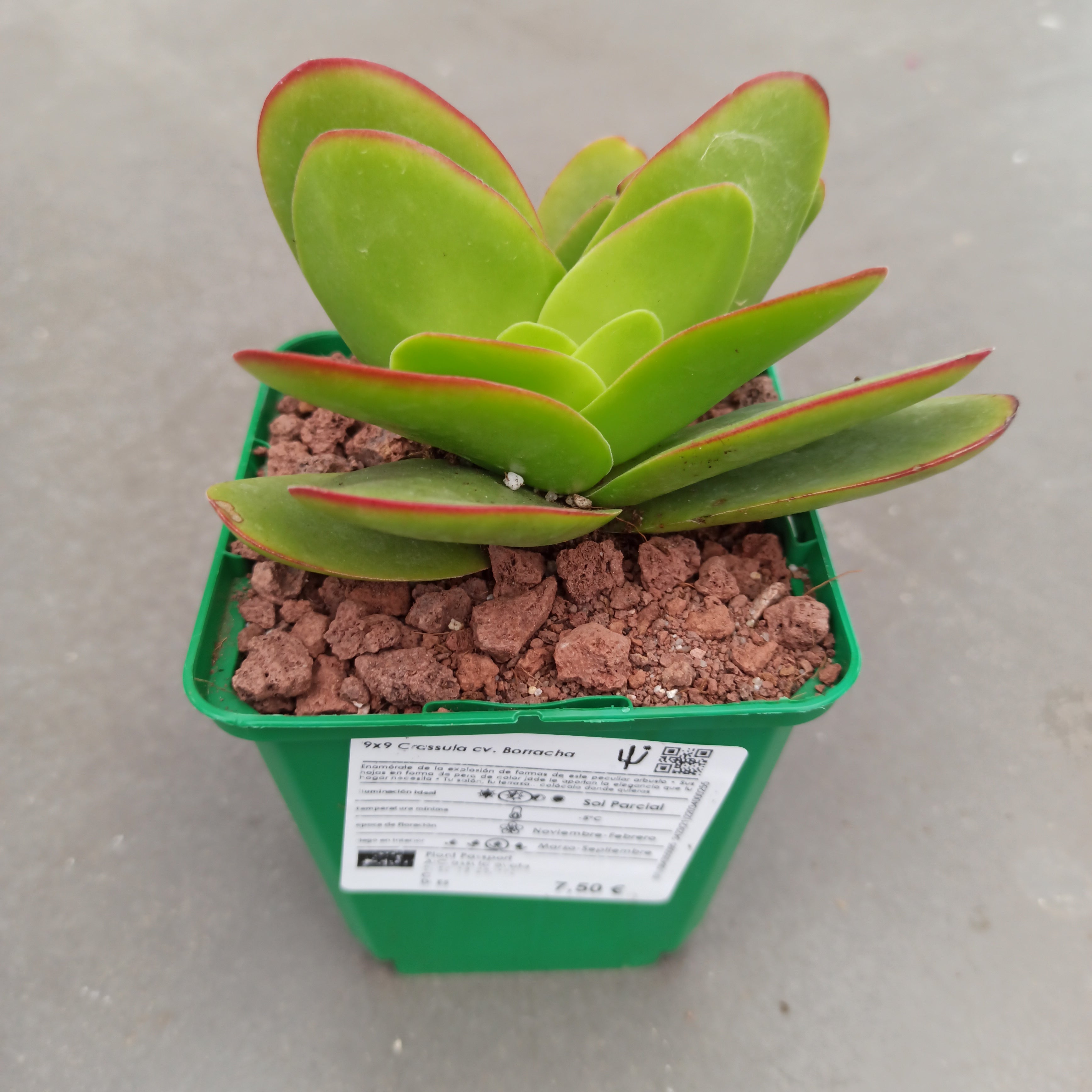 drunken succulents Drunk Crassula – DesertSTORE.es