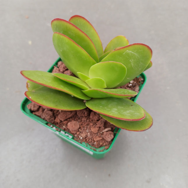 Betrunkener Crassula