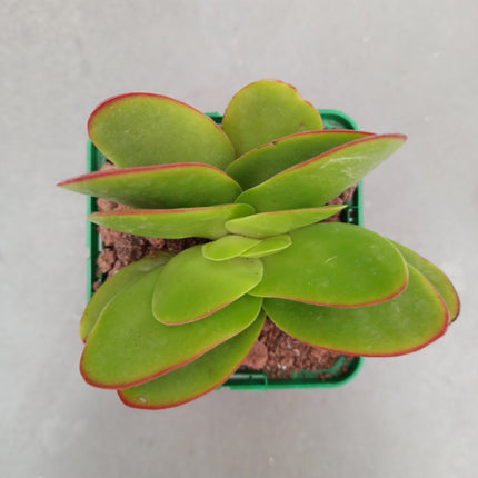 Crassula Borracha