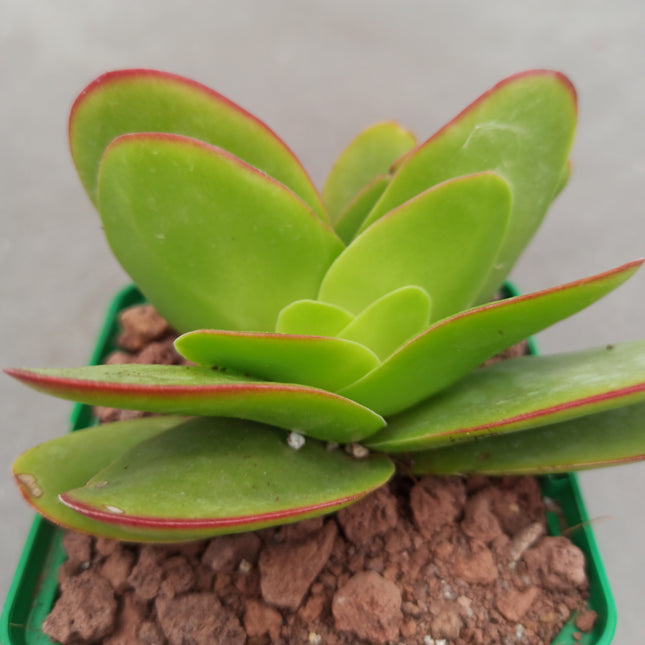 Crassula perfoliata  'Borracha' | Planta mariposa