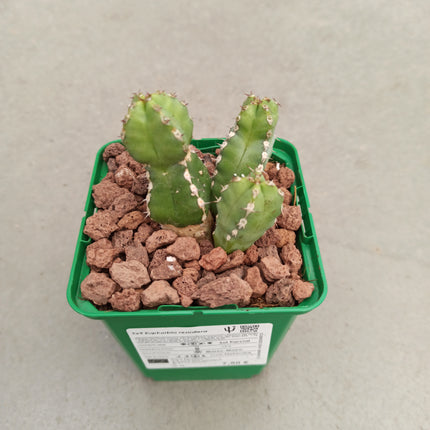 Euphorbia resinifera