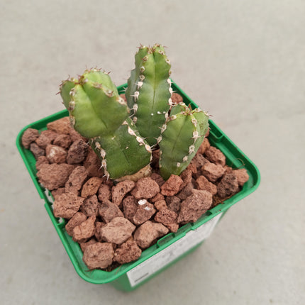Euphorbia resinifera
