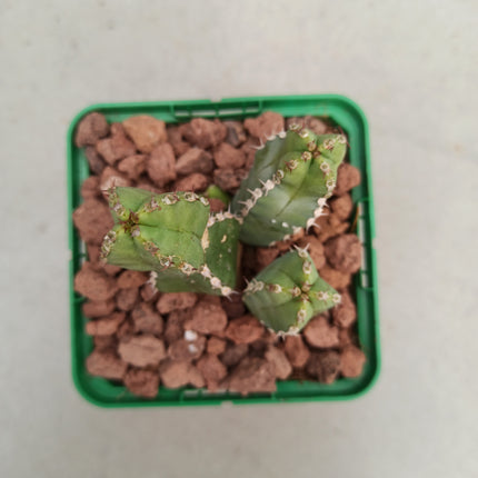 Euphorbia resinifera