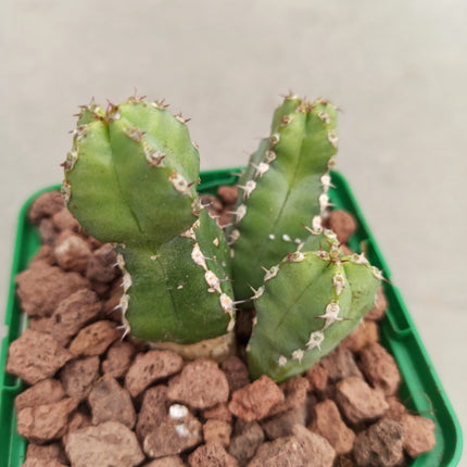 Euphorbia resinifera