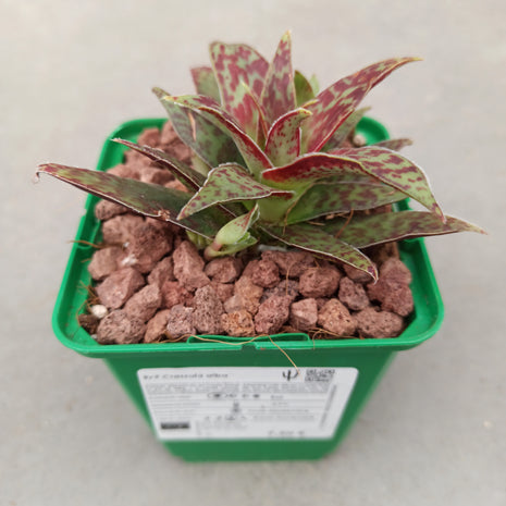 Crassula alba 'S'