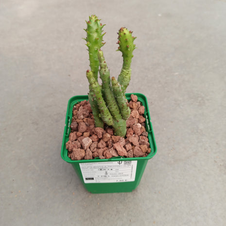 Euphorbia submammillaris monstrosa