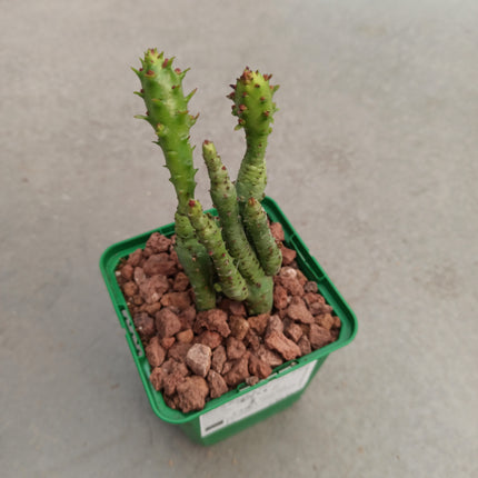 Euphorbia submammillaris monstruosa