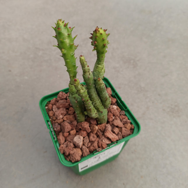 Euphorbia submammillaris monstruosa