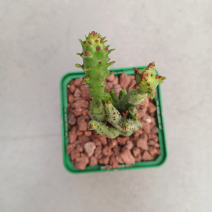 Euphorbia submammillaris monstruosa