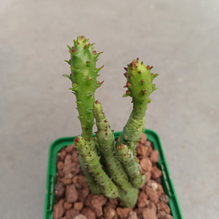Euphorbia submammillaris monstruosa