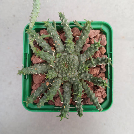 Euphorbia inermis