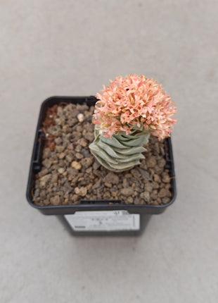 Crassula Elfenbeinpagode 'S'