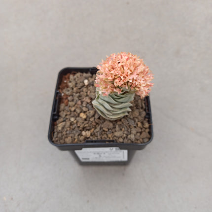 Crassula Ivory Pagoda 'S'