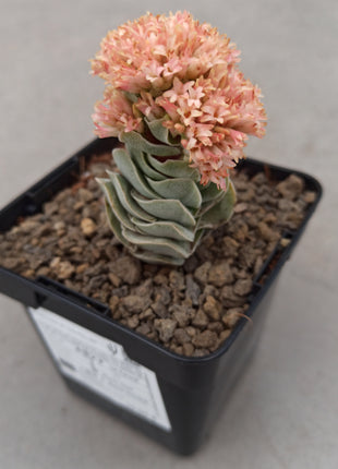 Crassula Elfenbeinpagode 'S'