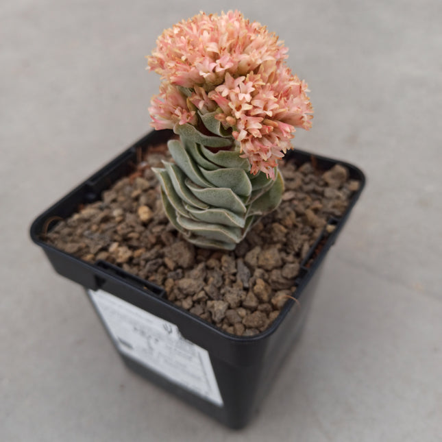 Crassula Ivory Pagoda 'S'