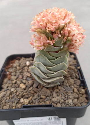 Crassula Elfenbeinpagode 'S'