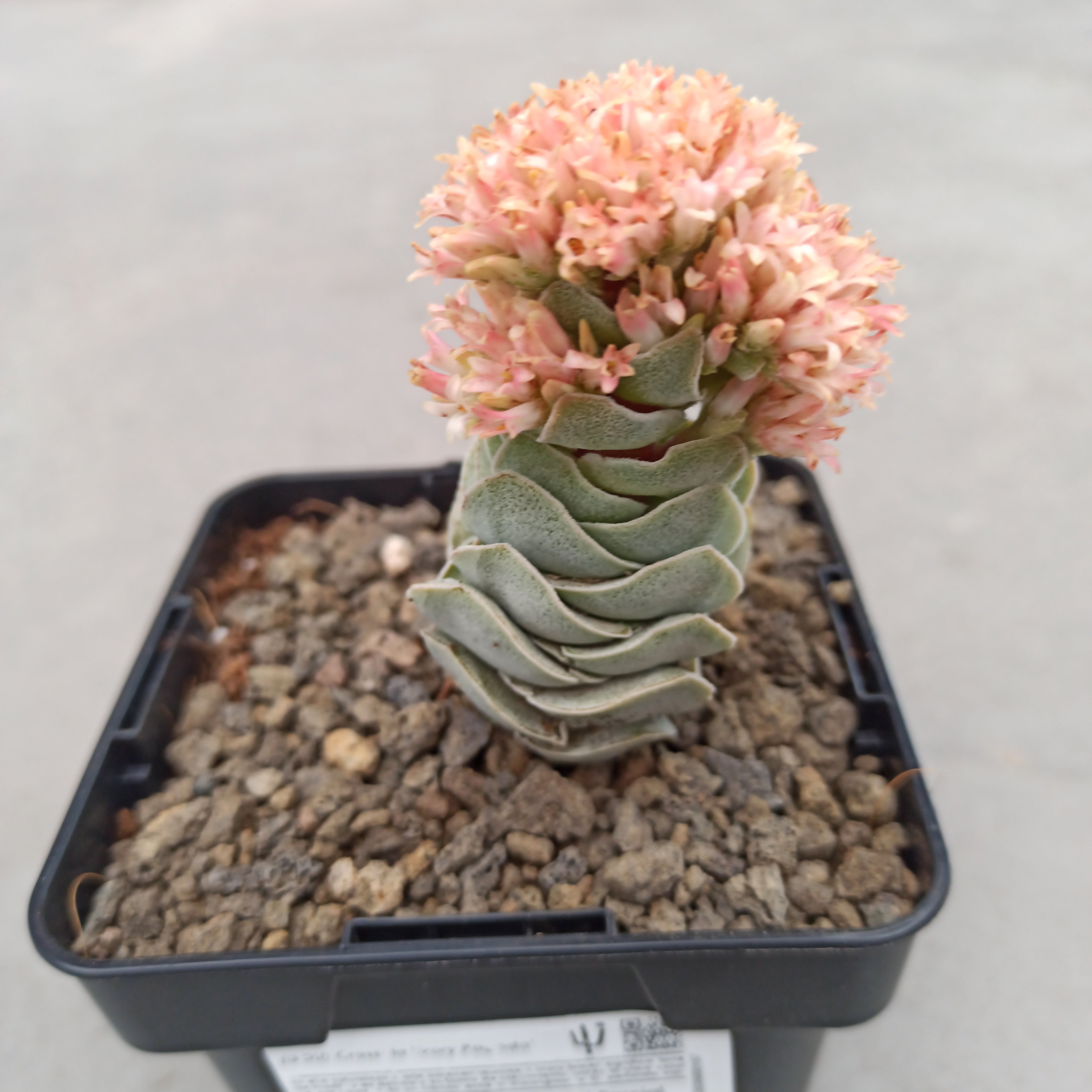ivory pagoda succulent Crassula Ivory Pagoda 'S' – DesertSTORE.es