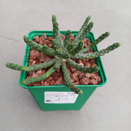 Euphorbia inermis