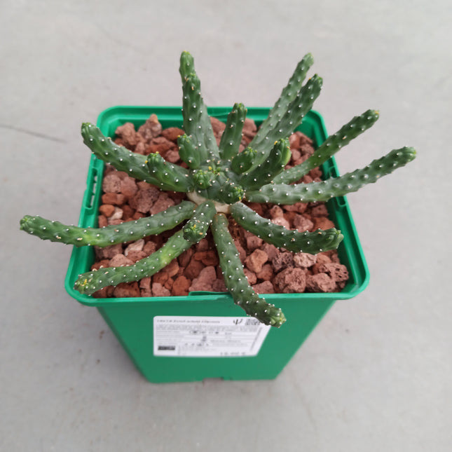 Euphorbia inermis