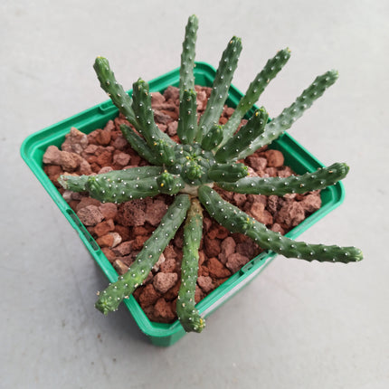 Euphorbia inermis