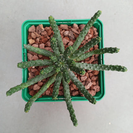 Euphorbia inermis