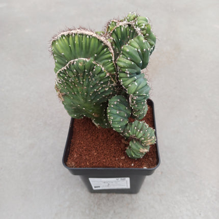 Cereus Coral cristata