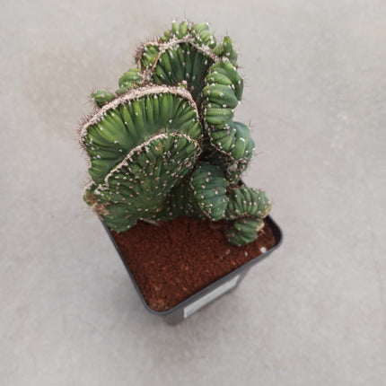 Cereus Coral cristata