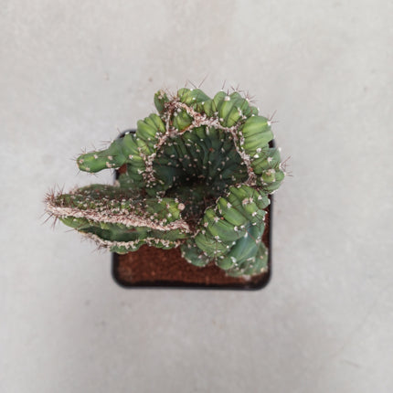 Cereus Coral cristata