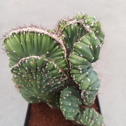 Cereus Coral cristata