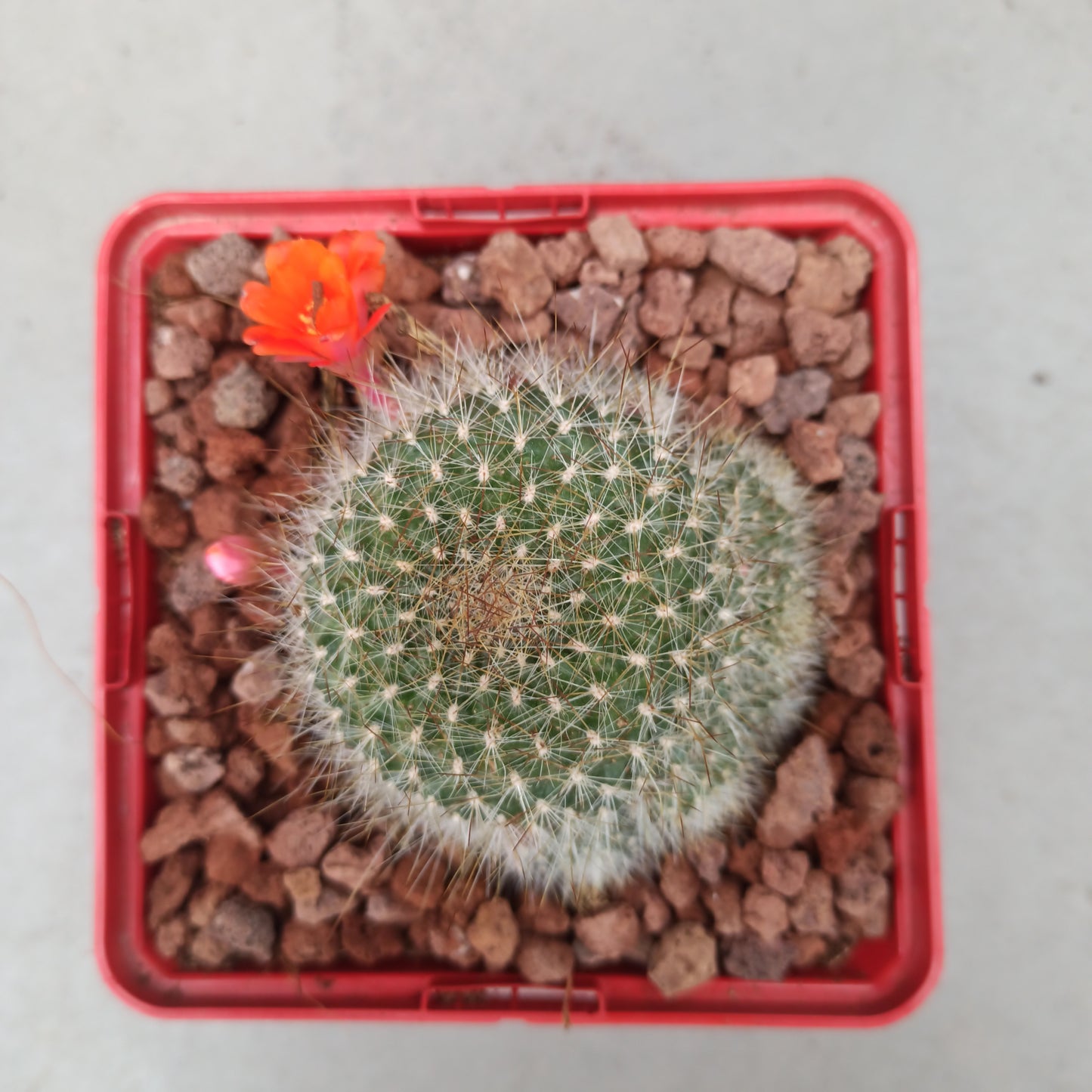 Rebutia senilis 'S' y 'M' - DesertSTORE.es