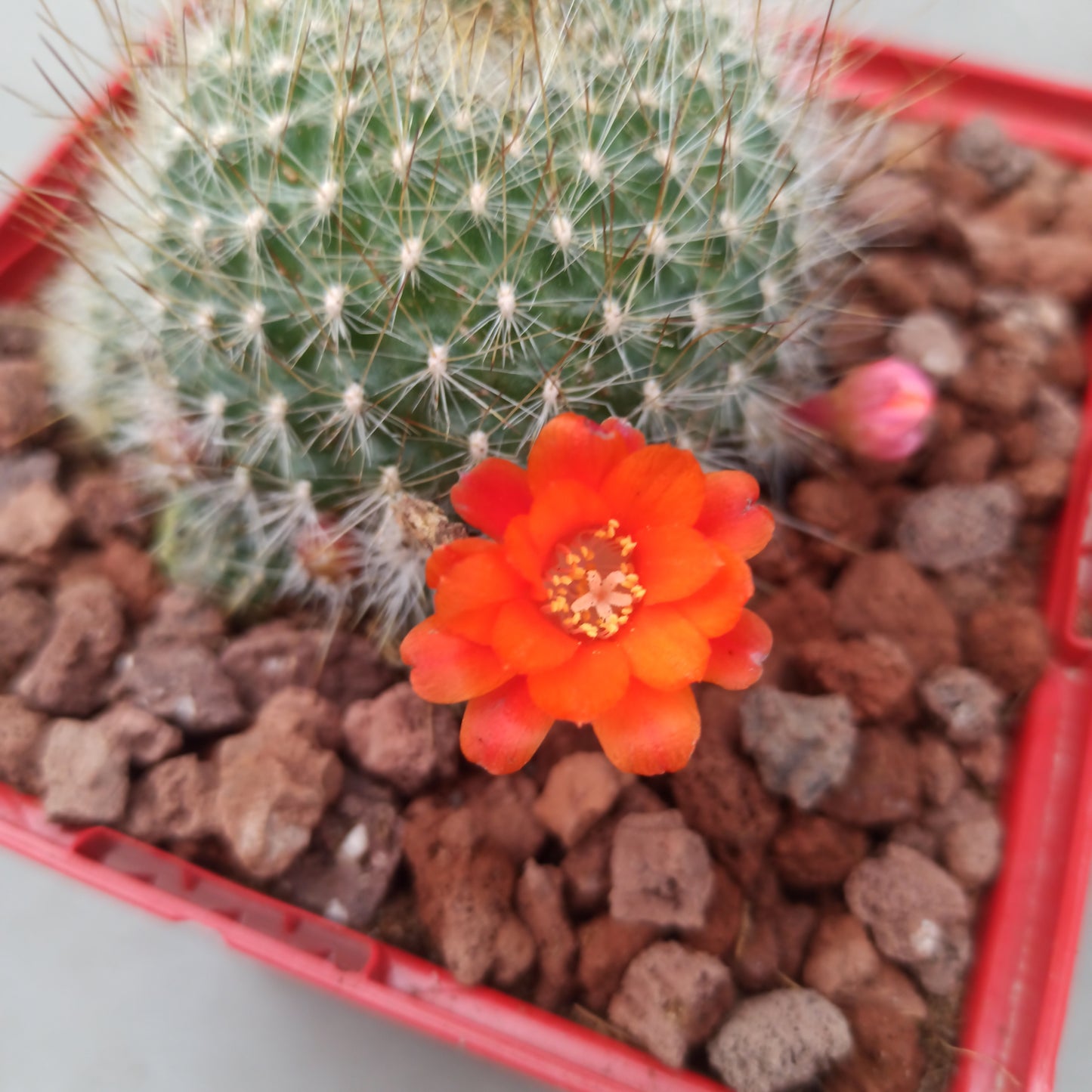 Rebutia senilis 'S' y 'M' - DesertSTORE.es