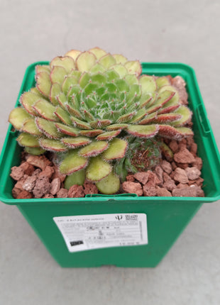 Echeveria setosa 'M'
