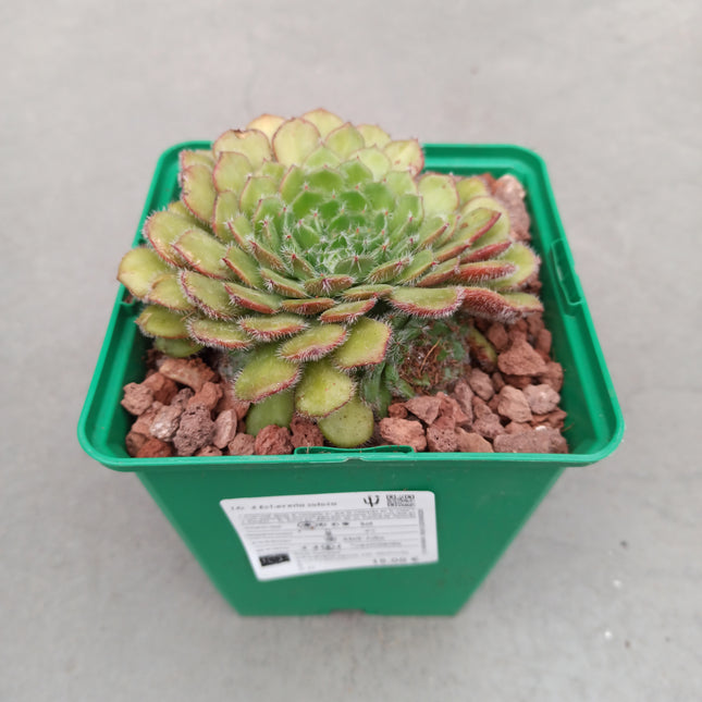 Echeveria setosa 'M'