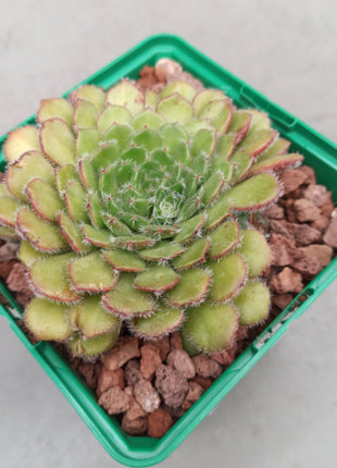 Echeveria setosa 'M'