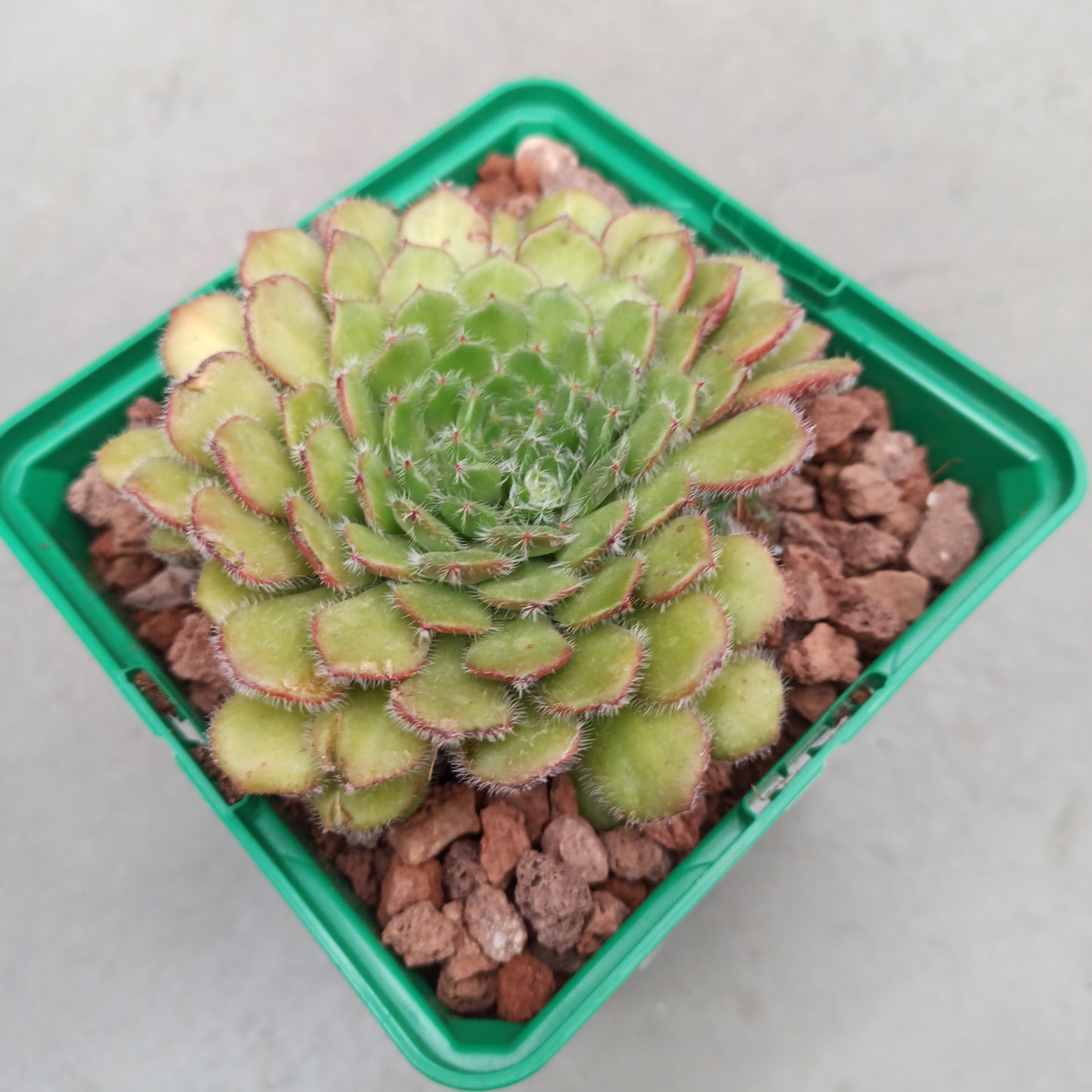 Echeveria setosa 'M'