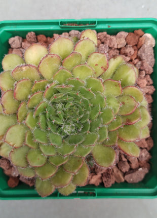 Echeveria setosa 'M'