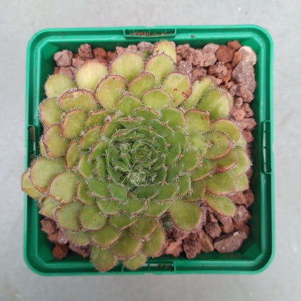 Echeveria setosa 'M'