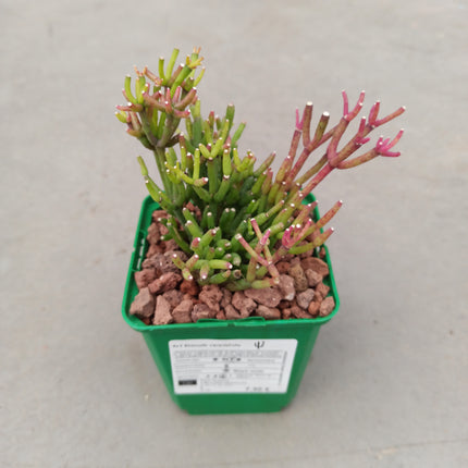 Rhipsalis cereuscula 'S'