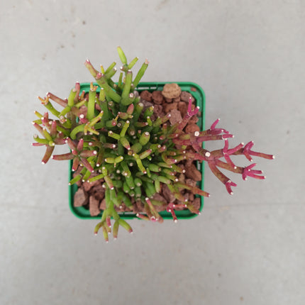 Rhipsalis cereuscula 'S'