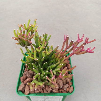 Rhipsalis cereuscula 'S'