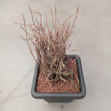 Euphorbia platyclada