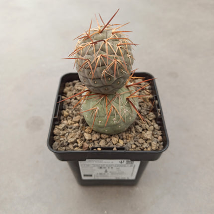 Tephrocactus geometricus 'Golden thorn'