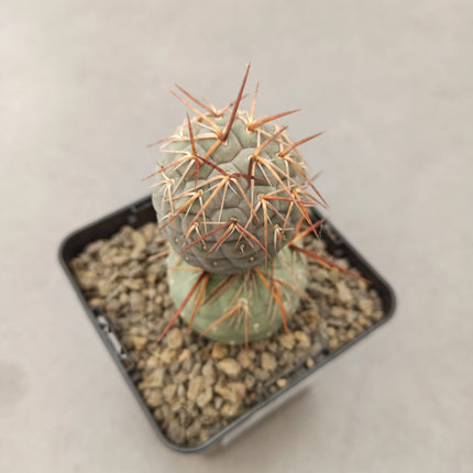 Tephrocactus geometricus 'Golden thorn'