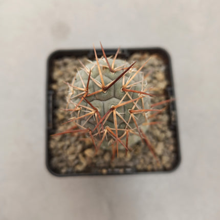 Tephrocactus geometricus 'Golden thorn'