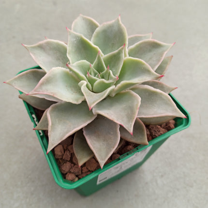 Echeveria Madiba