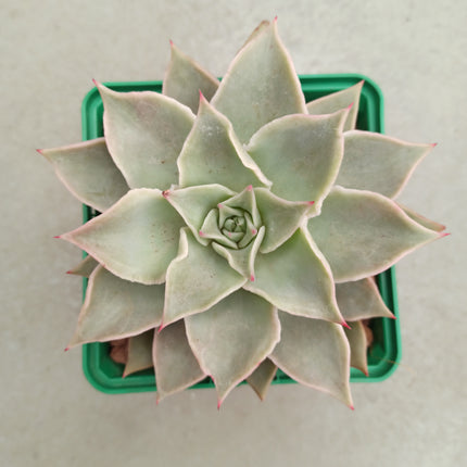 Echeveria Madiba