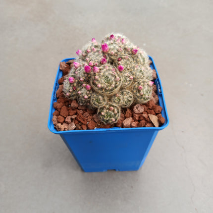 Mammillaria lauii