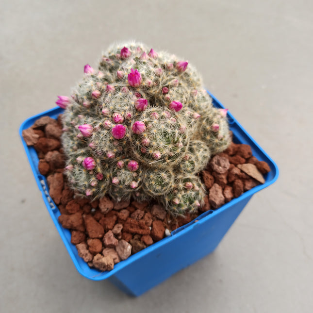 Mammillaria lauii