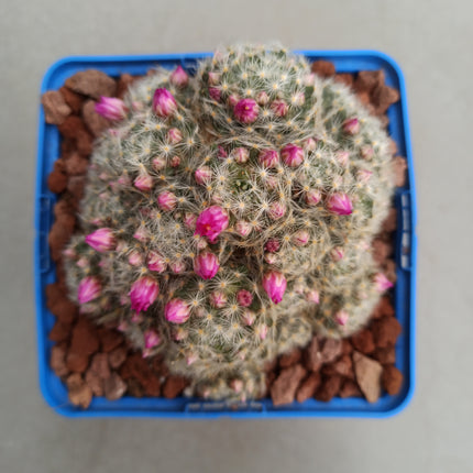 Mammillaria lauii
